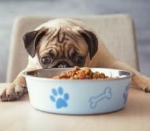 Is your pet food safe? You might be shocked to find out.
