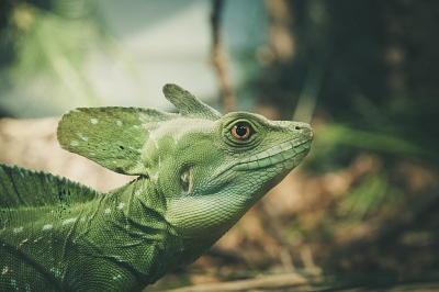lizard, biodiversity