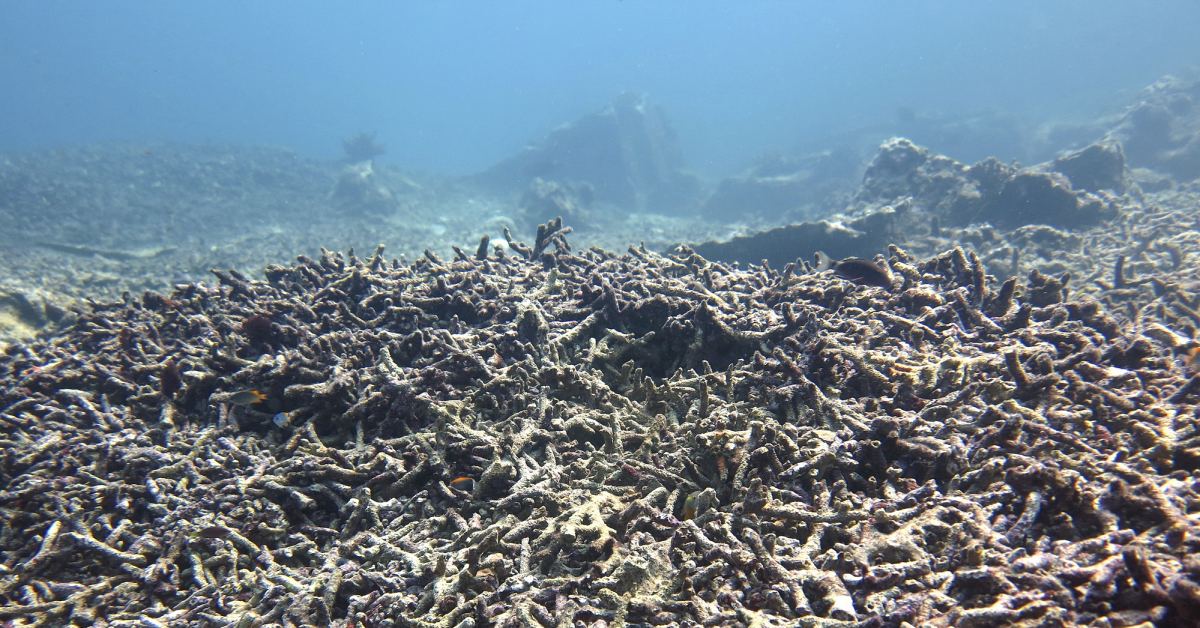 ocean acidification, dead coral reef