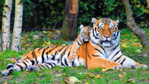 tiger, biodiversity, zoo