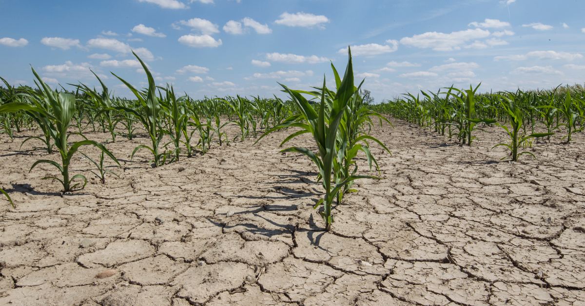 water scarcity agriculture, crop, drought