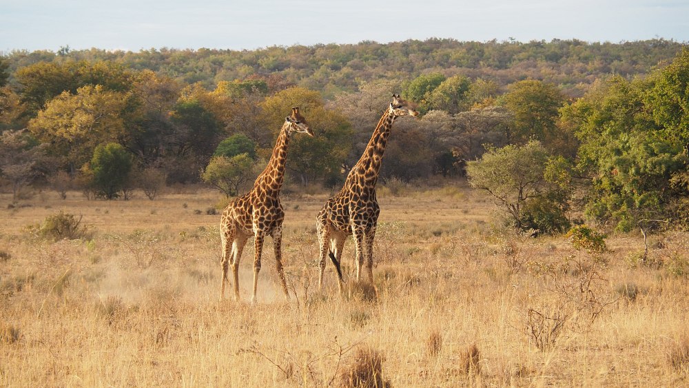 biodiversity, zoos, giraffes