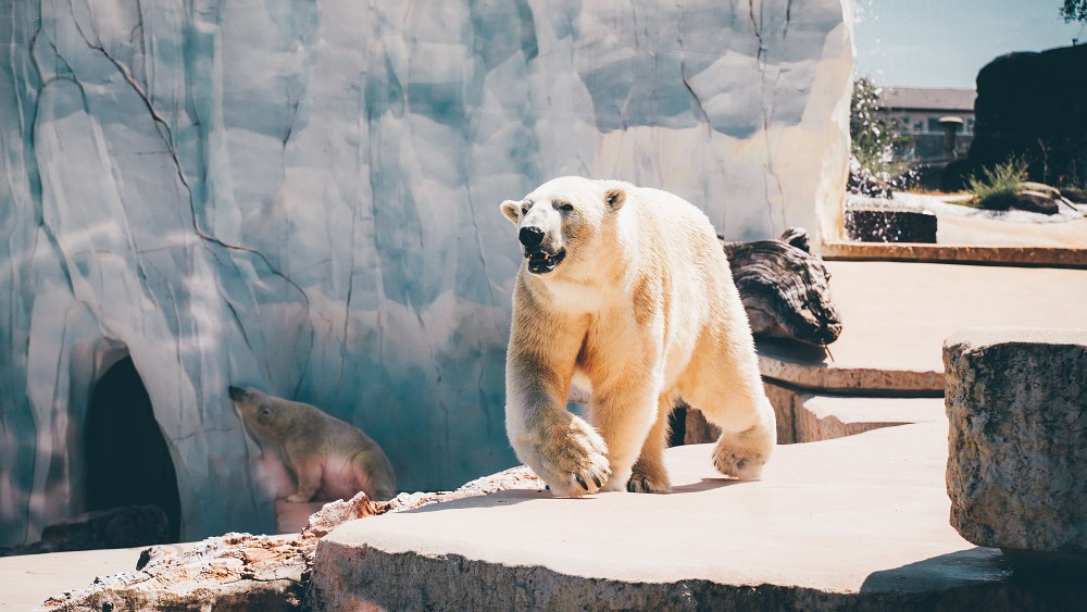 biodiversity, zoos, polar bears