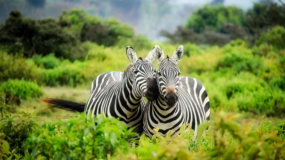 biodiversity, zoos, zebras